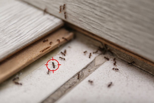 Best Insect Control  in Reserve, LA