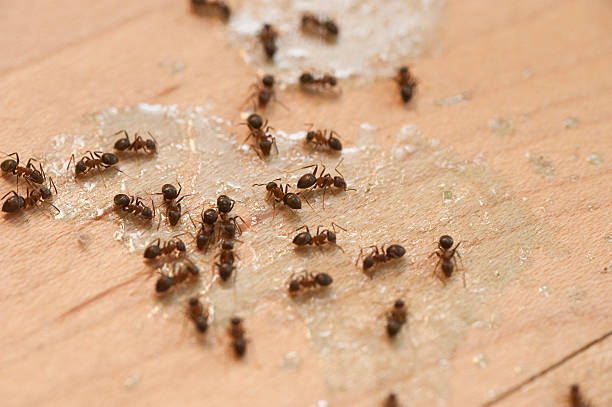 Best Cockroach Control Services  in Reserve, LA