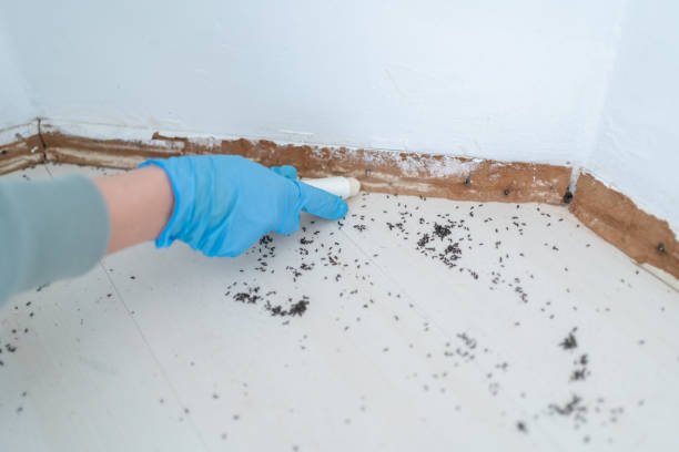 Best Flea Control Services  in Reserve, LA